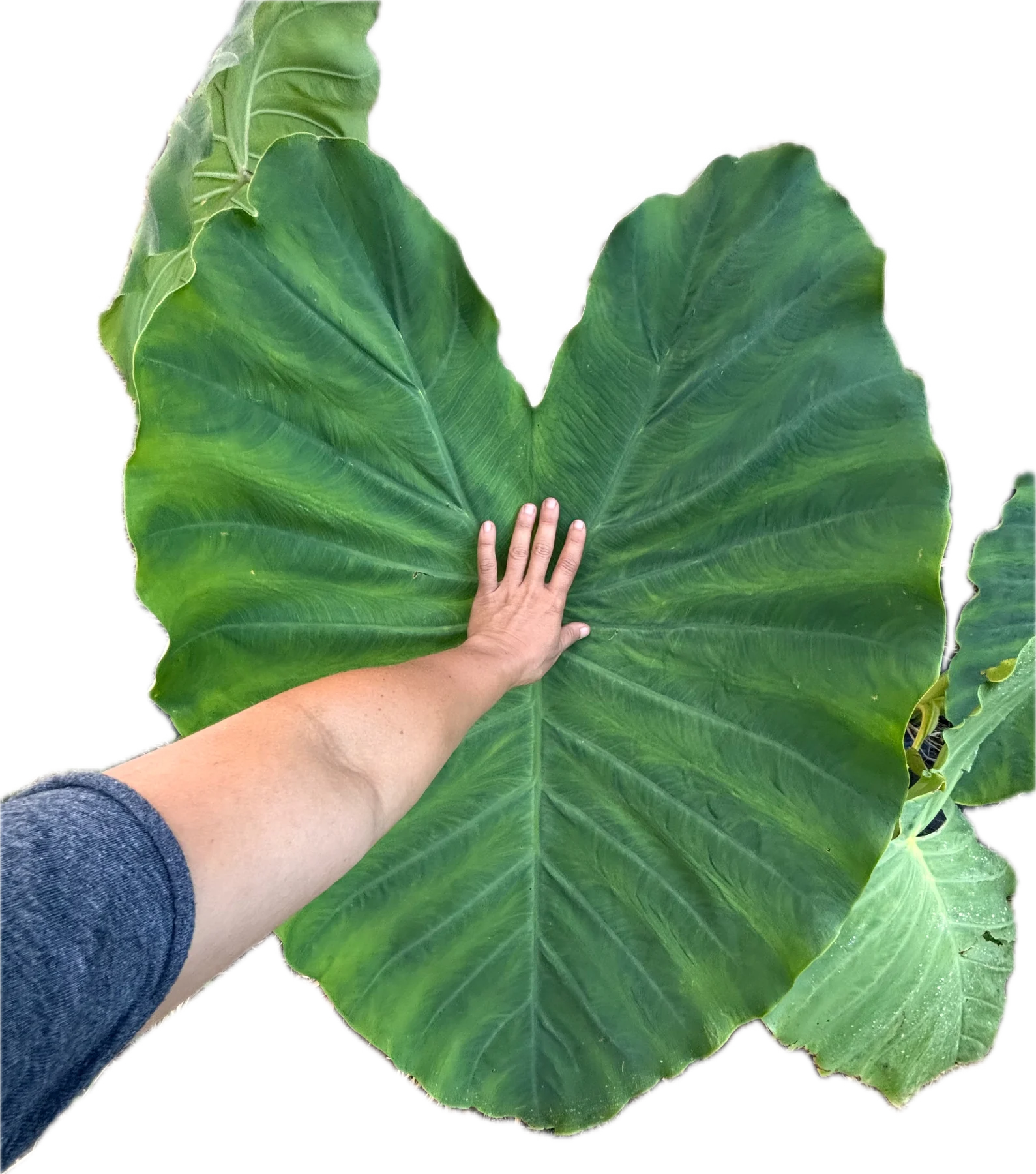 A hand resting against a large green kalo leaf