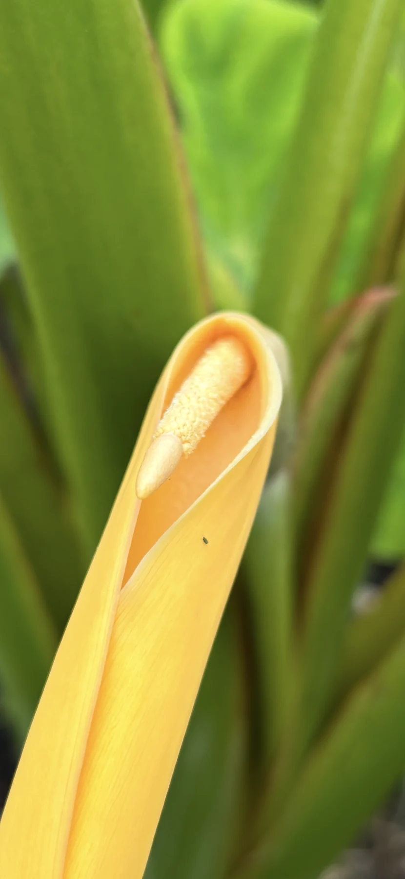 Close-up of a pale yellow kalo bloom among green leaves